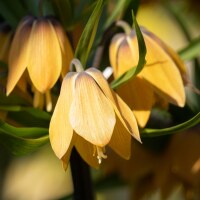 Fritillaria Paradise Beauty