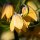 Fritillaria Paradise Beauty