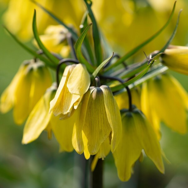 Fritillaria Helena