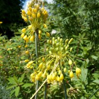 Allium flavum