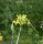 Allium flavum