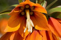 Fritillaria imperialis Orange Beauty