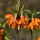 Fritillaria imperialis Orange Beauty