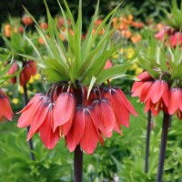 Fritillaria Red Beauty