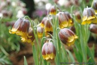 Fritillaria michailovskyi