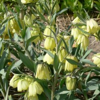 Fritillaria pallidiflora