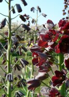 Fritillaria persica