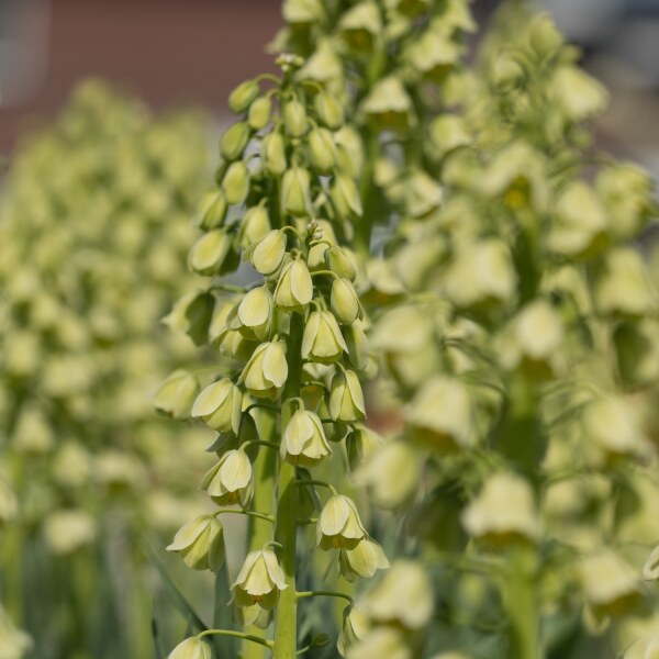 Fritillaria persica Ivory Bells