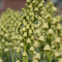 Fritillaria persica Ivory Bells