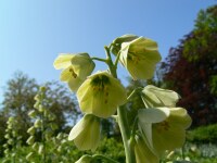 Fritillaria persica Ivory Bells