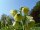 Fritillaria persica Ivory Bells