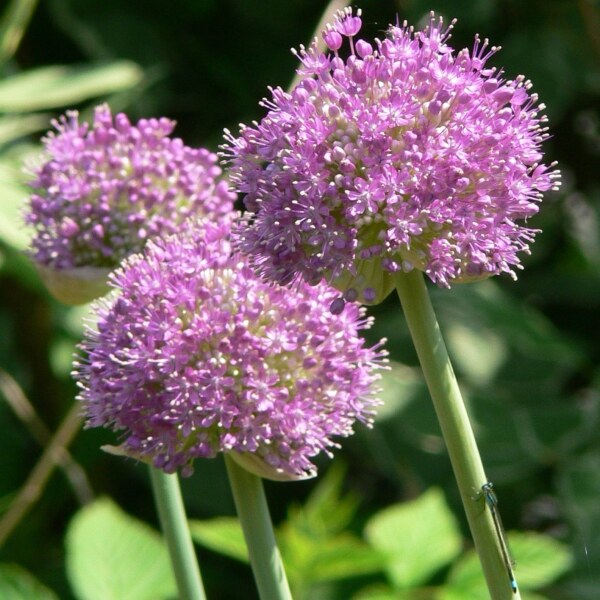 Allium giganteum