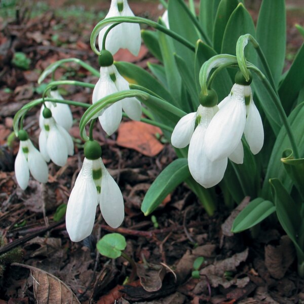 Galanthus elwesii