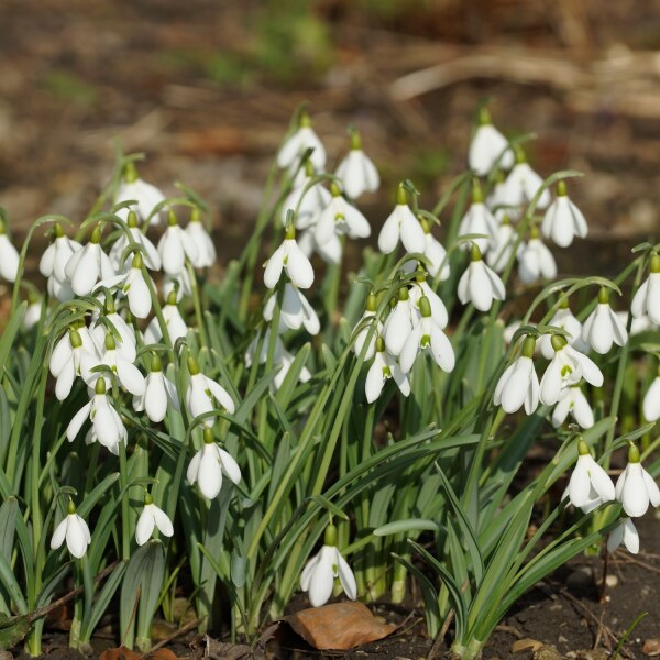 Galanthus nivalis