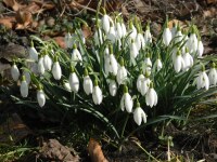 Galanthus nivalis