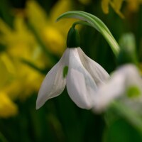 Galanthus Mount Everest