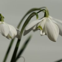 Galanthus nivalis Flore Pleno