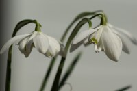 Galanthus nivalis Flore Pleno