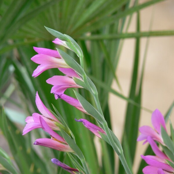 Gladiolus  communis ssp. byzantinus