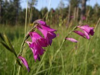 Gladiolus  palustris