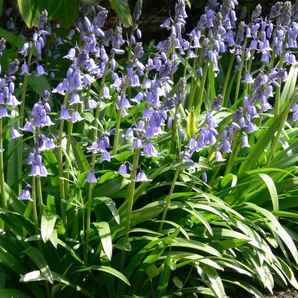 Hyacinthoides hispanica