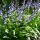 Hyacinthoides hispanica