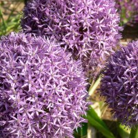 Allium Globemaster