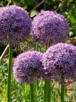 Allium Globemaster