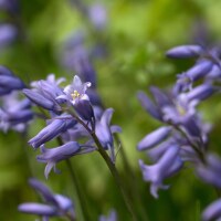 Hyacinthoides non-scripta