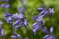 Hyacinthoides non-scripta