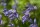 Hyacinthoides non-scripta