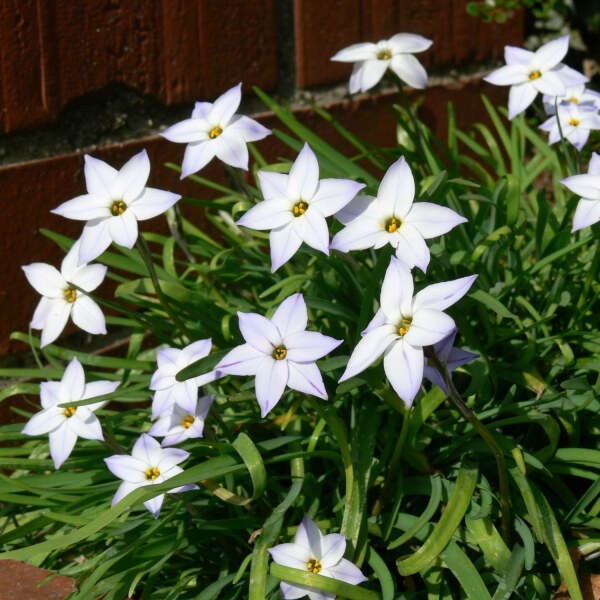 Ipheion uniflorum