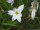 Ipheion uniflorum