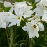 Ipheion uniflorum Alberto Castillo