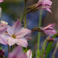 Ipheion uniflorum Tessa