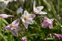 Ipheion uniflorum Tessa