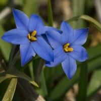 Ipheion Jessie