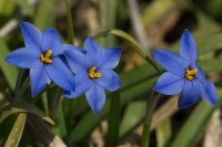 Ipheion Jessie