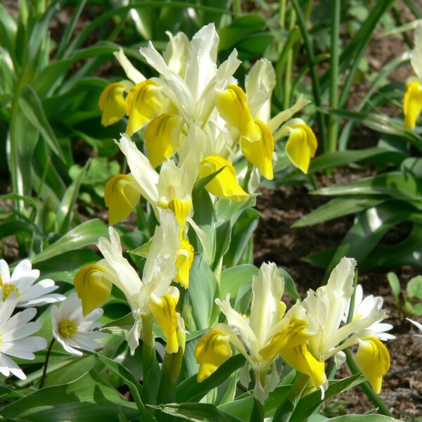 Iris bucharica