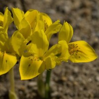 Iris danfordiae