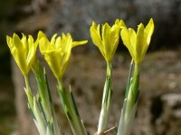 Iris danfordiae