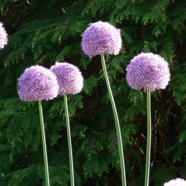 Allium Gladiator