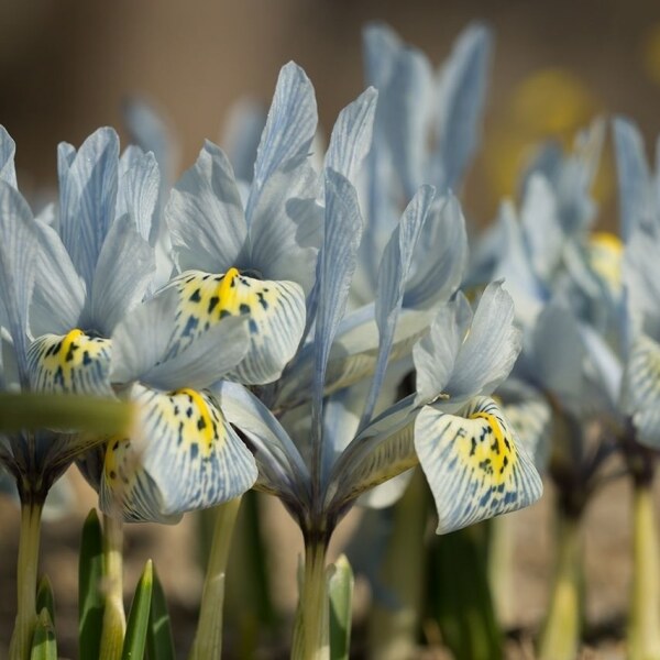 Iris Katharine Hodgkin