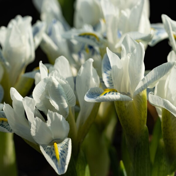 Iris Polar Ice