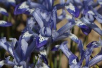 Iris reticulata Clairette