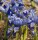 Iris reticulata Clairette