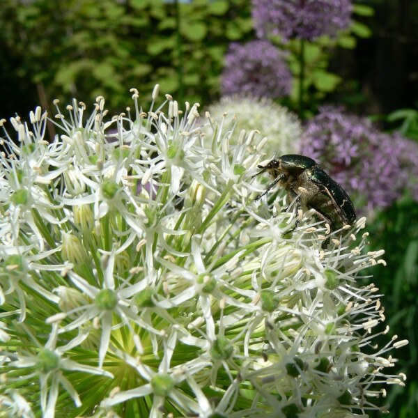 Allium Mont Blanc