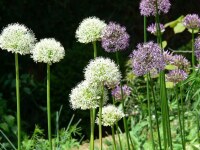 Allium Mont Blanc