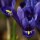 Iris reticulata Harmony