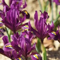 Iris reticulata J.S. Dijt